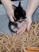 Törpe nyuszi, nyúl