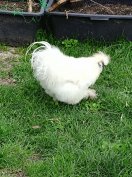 Törpe selyem kakas eladó