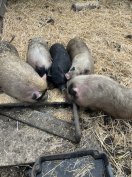 Törpemalacok eladók