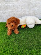 Törzskönyves Törpe és Toy Uszkár kiskutyák elérhetőek Kennelünkben!