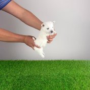 Törzskönyves West Highland White terrier szuka kiskutya