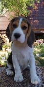 Torzskonyves beagle kiskutyak