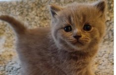 Törzskönyves kék brit lányok