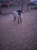 Törzskönyves kos eladó