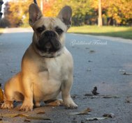 Törzskönyves krémhordozó francia bulldog kan