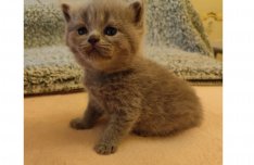 Törzskönyvezett Brit kék fiúk