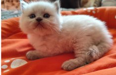 Törzskönyvezett ragdoll kandúr