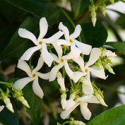 Toszkán csillagjázmin (Trachelospermum jasminoides) eladó