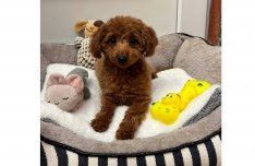 Toy méretű gyönyörű uszkár kisfiú gazdiját keresi