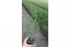 Tuja olcsón 20-25 cm tápkockában! Kerítésnek, sövénynek