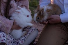 Tündéri kezes szelíd törpenyuszik