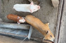 Új helyre költözne 3 db malac