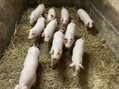 Választási malacok