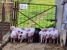 Választási malacok eladók