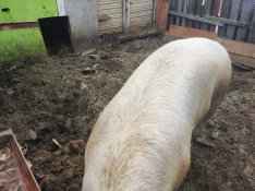 Vemhes koca eladó !