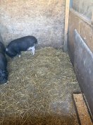 Vietnámi koca malac 