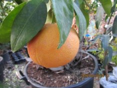 Vörös grapefruit oltvány (Citrus grandis) eladó