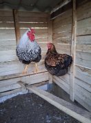 Wyandotten ezüst kakas,arany tyúkkal