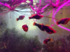 Xiphophorus variatus Hawaii