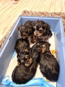 Yorkshire terrier fajtiszta jellegű kiskutyák ingyen elvihetők