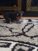 Yorkshire terrier jellegű kiskutyák ingyen