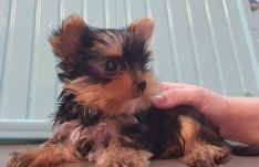 Yorkshire terrier kölykök