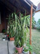 Yucca pálma eladó