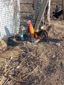 australorp és marans kakasok 