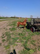 cifra eladó vagy cserélhető 