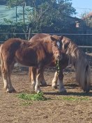 csődörcsikó eladó 