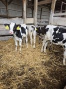 eladó 10 db holsten bika