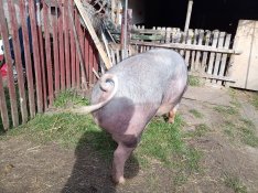 eladó 250 kg hízó