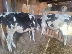 eladó 2 db hf üszö