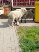 eladó bárányok kosok