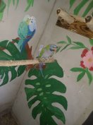 eladó kék penont es kina papagáj 