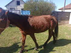 elado kp ban akcios áron 12 éves kocsis kanca lo