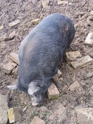 eladó vietnámi Berkshire keverék kan