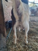 fejős anya kecske eladó