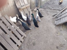 futókacsák eladók