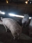 hízó süldő malac