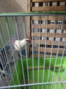 ingyen elvihető rizspinty 