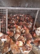 jércék és kakasok költöznének 