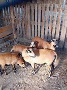 kameruni  birkák eladók