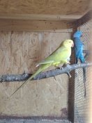 kissándor papagáj pár 