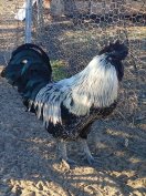 költözne egy nagyon szép kakas