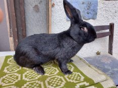 lepke tarka fekete zsanett nyuszi