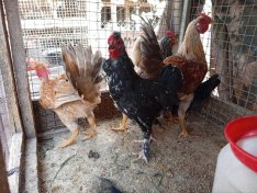 máshol petelnek kis lakások január 2 dikan kelltek