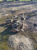 naposliba és előnevelt szürke liba eladó 