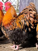 orpington kakas