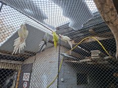 papagáj, papagájok 